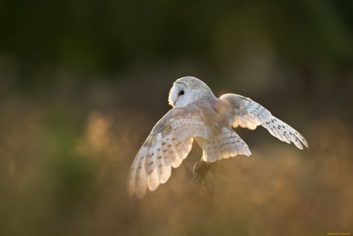 Орел с раскрытыми крыльями