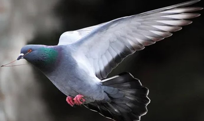 Филин размах крыльев