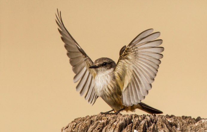 Ястреб-перепелятник размах крыльев