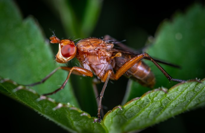 Fly Муха