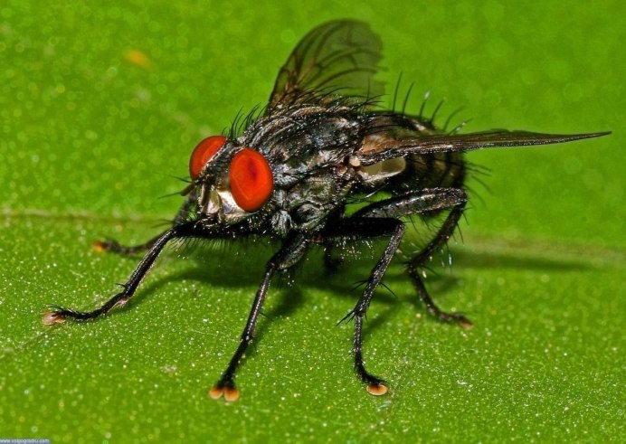 Sarcophagidae мухи семейства
