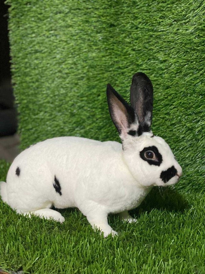 Семья кроликов