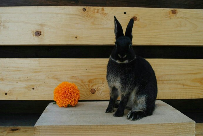 Голубой Мардер кролик карликовый