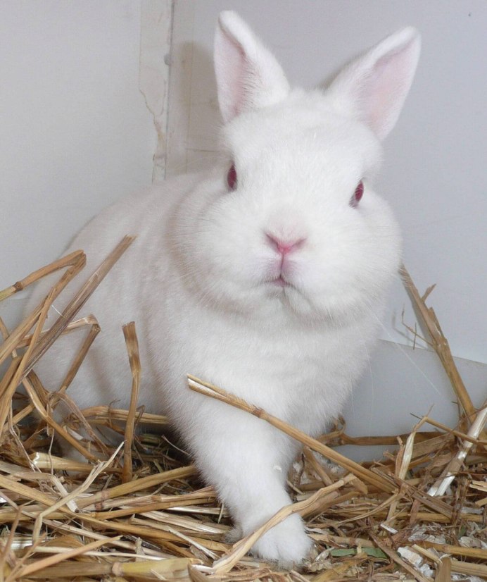 Карликовый кролик гермелин