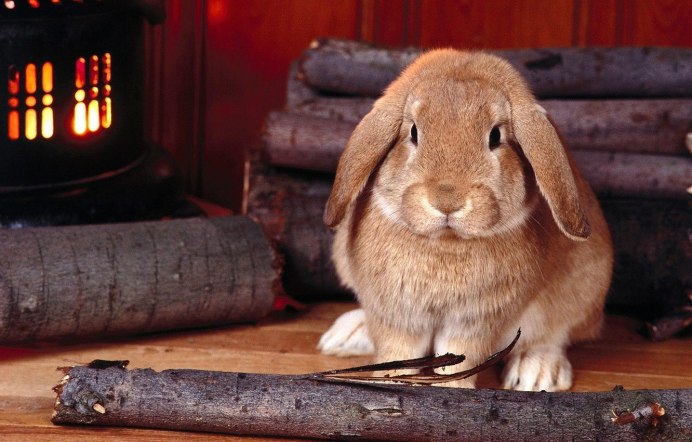 Карликовые кролики породы гермелин