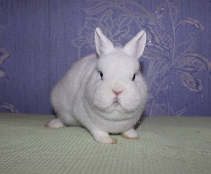 Гермелин кролик голландский