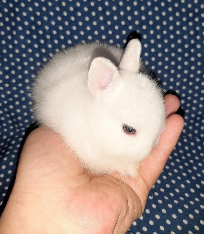 Кролики породы гермелин