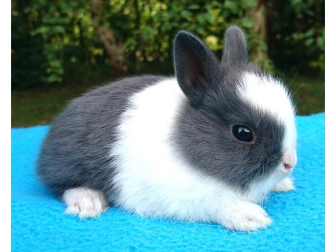 Кролик породы кермелит