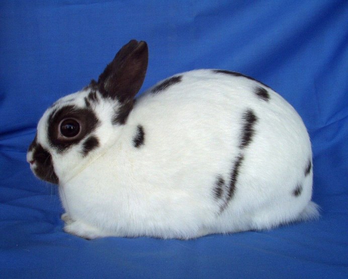 Кролик породы кермелит