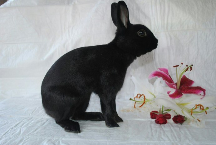 Гермелин кролик черный