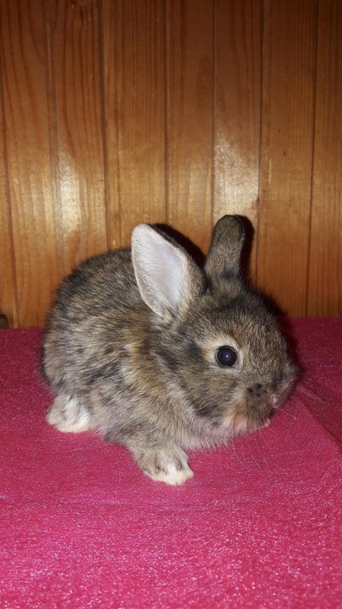 Гермелин красноглазый