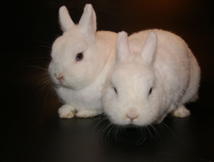 Кролики породы гермелин