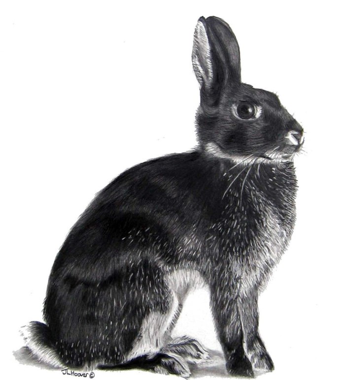 Голландский мини кролик