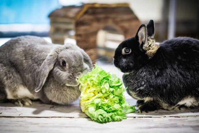 Породы декоративных кроликов с фотографиями