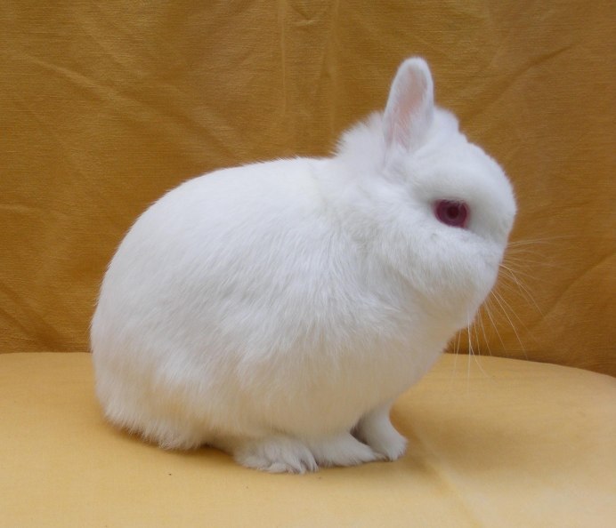 Имена для кроликов гермелин