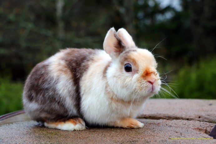 Гермелин кролик