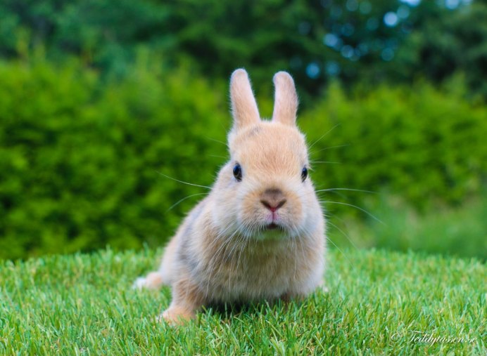 Гермелин кролик