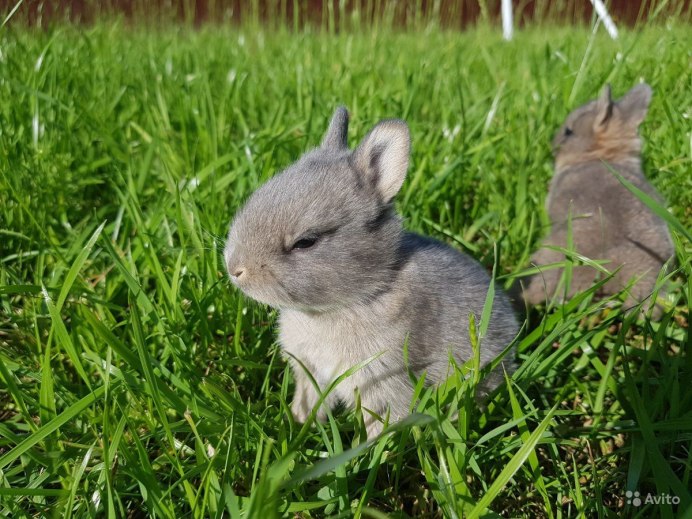 Кролики породы гермелин
