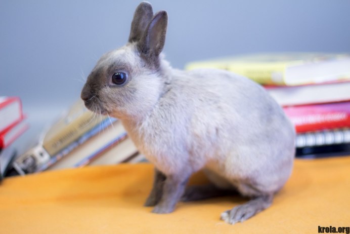 Отряд зайцеобразные кролики