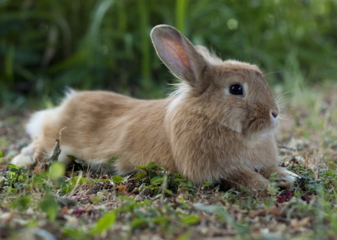 Карликовый кролик Пигмей