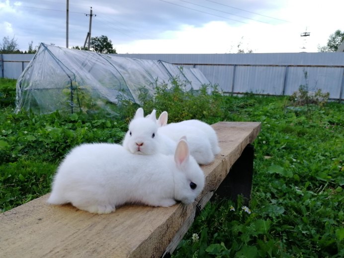 Кролики в Польше