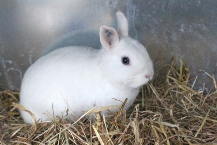 Кролик вислоухий Минилоп карликовый