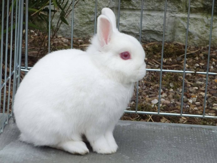 Кролики породы баран