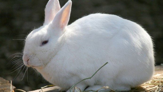 Кролики породы гермелин