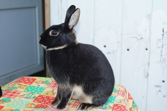 Курган кролики декоративные