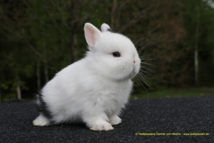 Порода гермелин