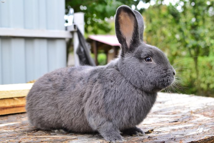 Гермелин (польский горностай)