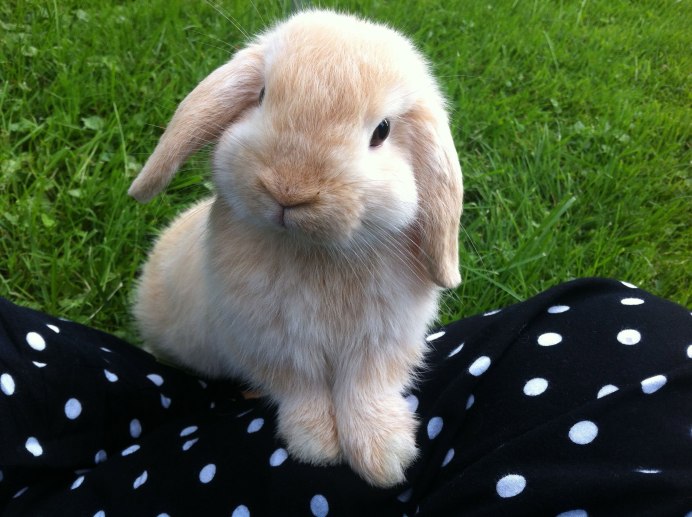 Polish Dwarf кролик