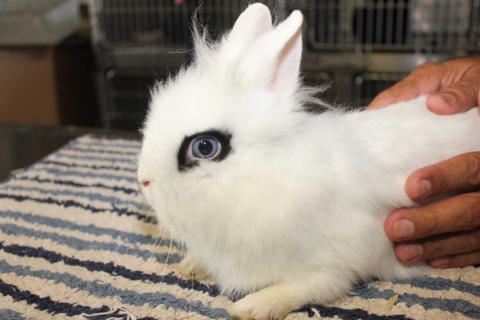 Гермелин декоративный кролик