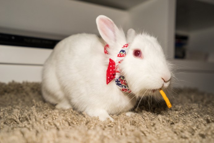 Кролики породы НЗК