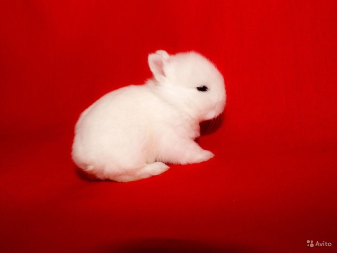 Заяц белый