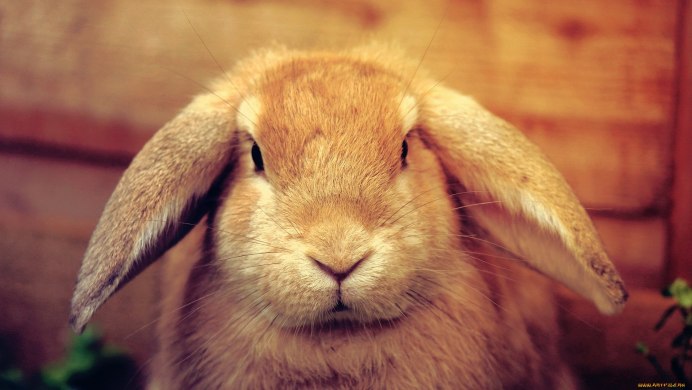 Ожирение у карликовых кроликов