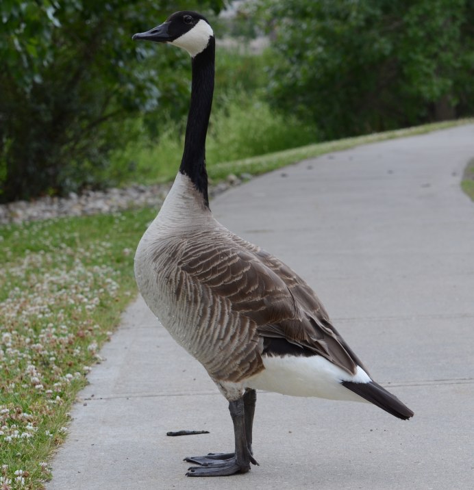 Алеутская канадская казарка - Branta canadensis leucopareia