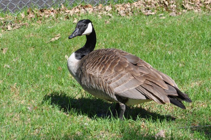Branta sandvicensis