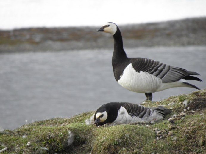 Branta sandvicensis