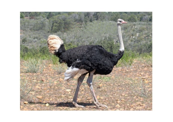 Голова страуса