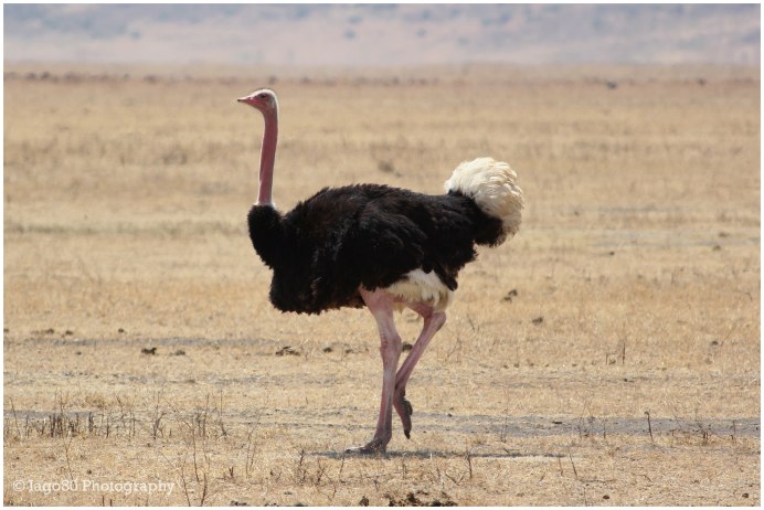 Южноафриканский страус нанду
