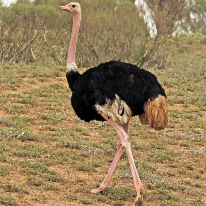 Африканский страус самец и самка