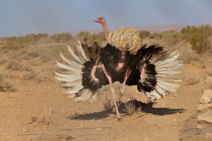 Африканский страус