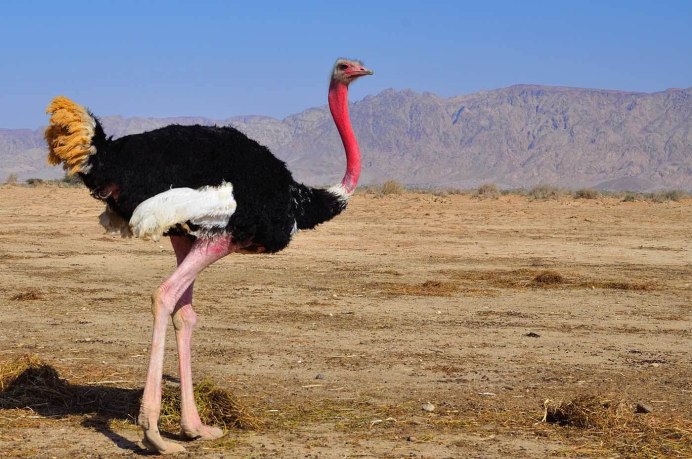 Масайский страус