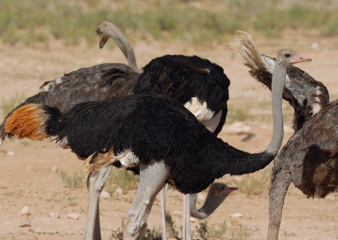 Struthio asiaticus