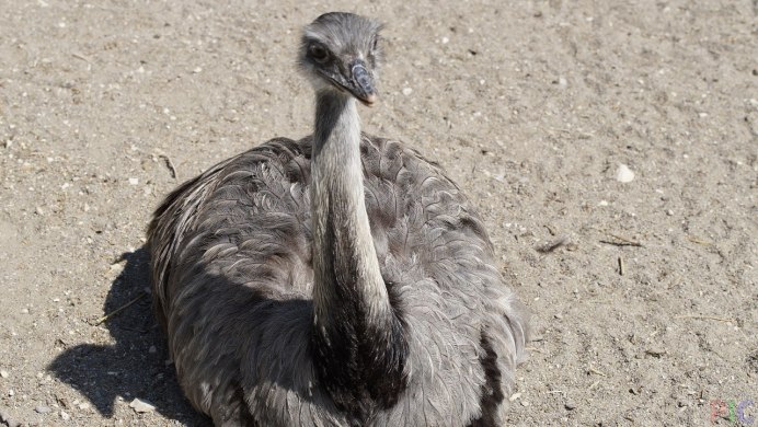Африканский страус