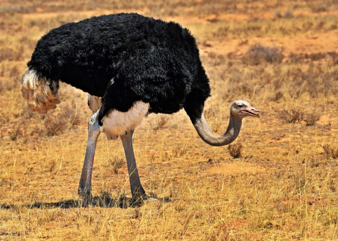 Африканский страус расправил Крылья