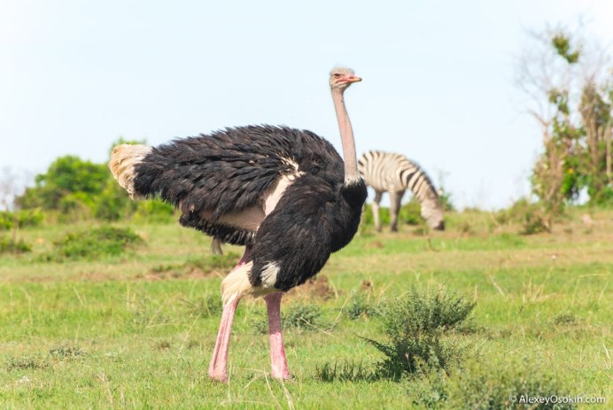 Struthio Camelus самец