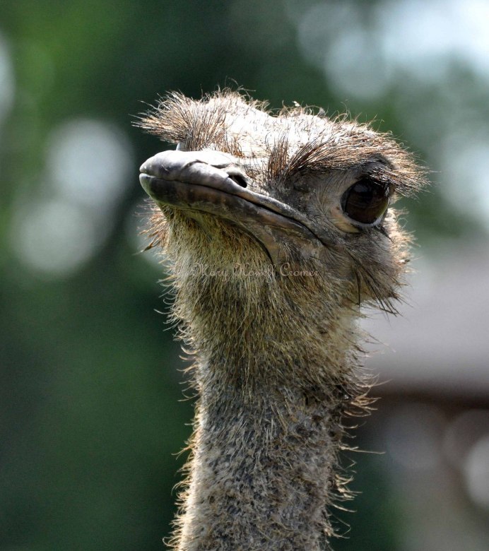 Лохматый страус