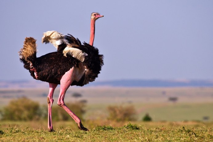 Страус эму и Африканский страус